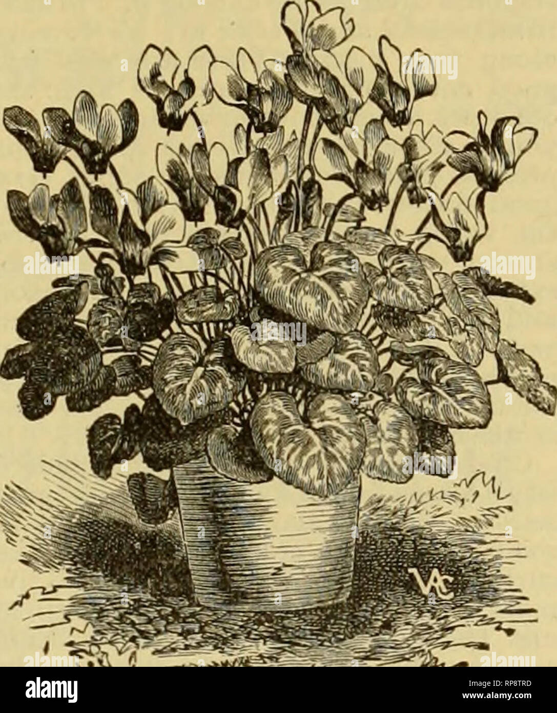 . The American florist : a weekly journal for the trade. Floriculture; Florists. THEMOON For (Trees, Shrubs, Vines Yourl and Small Fruits. Descriptive Illustrated Catalogue Free THE WM. H.'MOON CO. Miorrisville, Pa. The Royal Tottenham Nurseries, Ltd. DLDEMSVAART, near ZWOILE, NETHtRUNDS. Headquarters for Hardy Perennials, PaeonieB. Iris Germanica and Kaempferi. Anemones, Phlox Decussata, choice Alpine plants. Hardy Ericas. Tritoma, Hardy Ferns. Delphiniums. Novelties in this line a specialty. Conifers (special young stock). Hydrangeas, Rhododendrons and Azaleas. We grow also some 8 acres of D Stock Photo