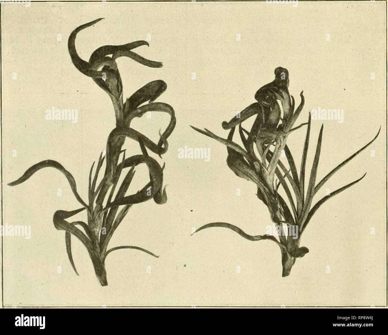 . The American florist : a weekly journal for the trade. Floriculture; Florists. 990 The American Florist. Feb. 23^ Smith and Z. D. Blackistone, Washing- ton, D. C; Eugene Dailledonze, Alex, Wallace, Patrick O'Mara, C. H. Allen Walter Molatsch, C. Besold, C. W Ward, and J. W. Withers, New York J. S. Wilson, G. L. Grant, N.J. Wietor J. D. Thompson and Jas. Hartshome Chicago; W. F. Kasting and wife, Wm Scott, and W. J. Palmer, Jr., Boflalo, N Y.; B. Elliott, Fred. Burki, and Conrad Blind, Pittsburg, Pa.; R. Witterstaetter, J.A.Peterson, E. G. Gillett, W. K. Par- tridge and Wm. Jackson, Cincinnat Stock Photo