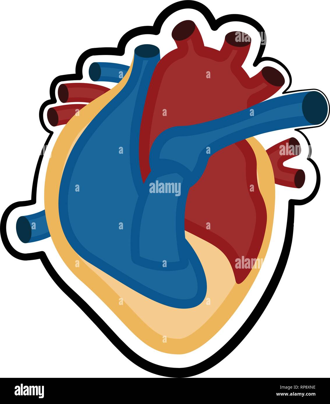 Human cut heart. Colored sketch Stock Vector Image & Art Alamy