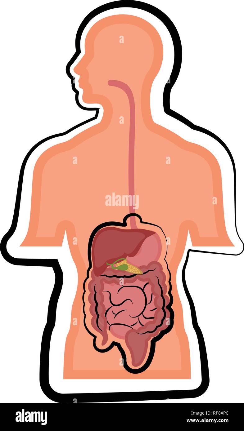Human digestive system in a man body Stock Vector