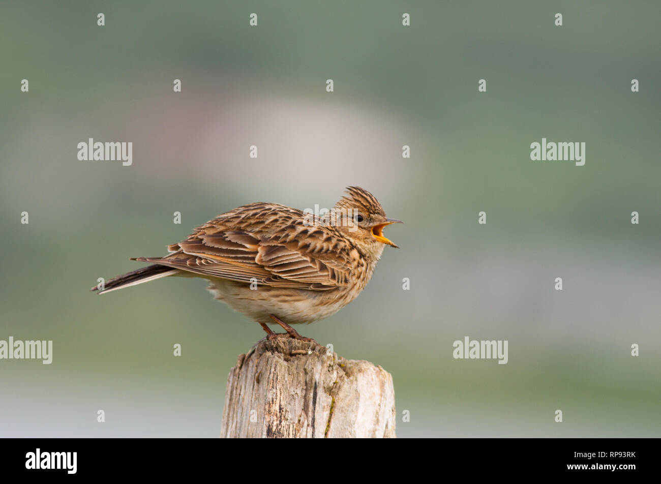 Skylark (Alauda arvensis) sings from perch (Cantabria) Spain Stock Photo