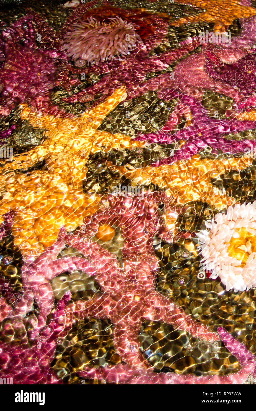 Pool zone hi-res stock photography and images - Alamy