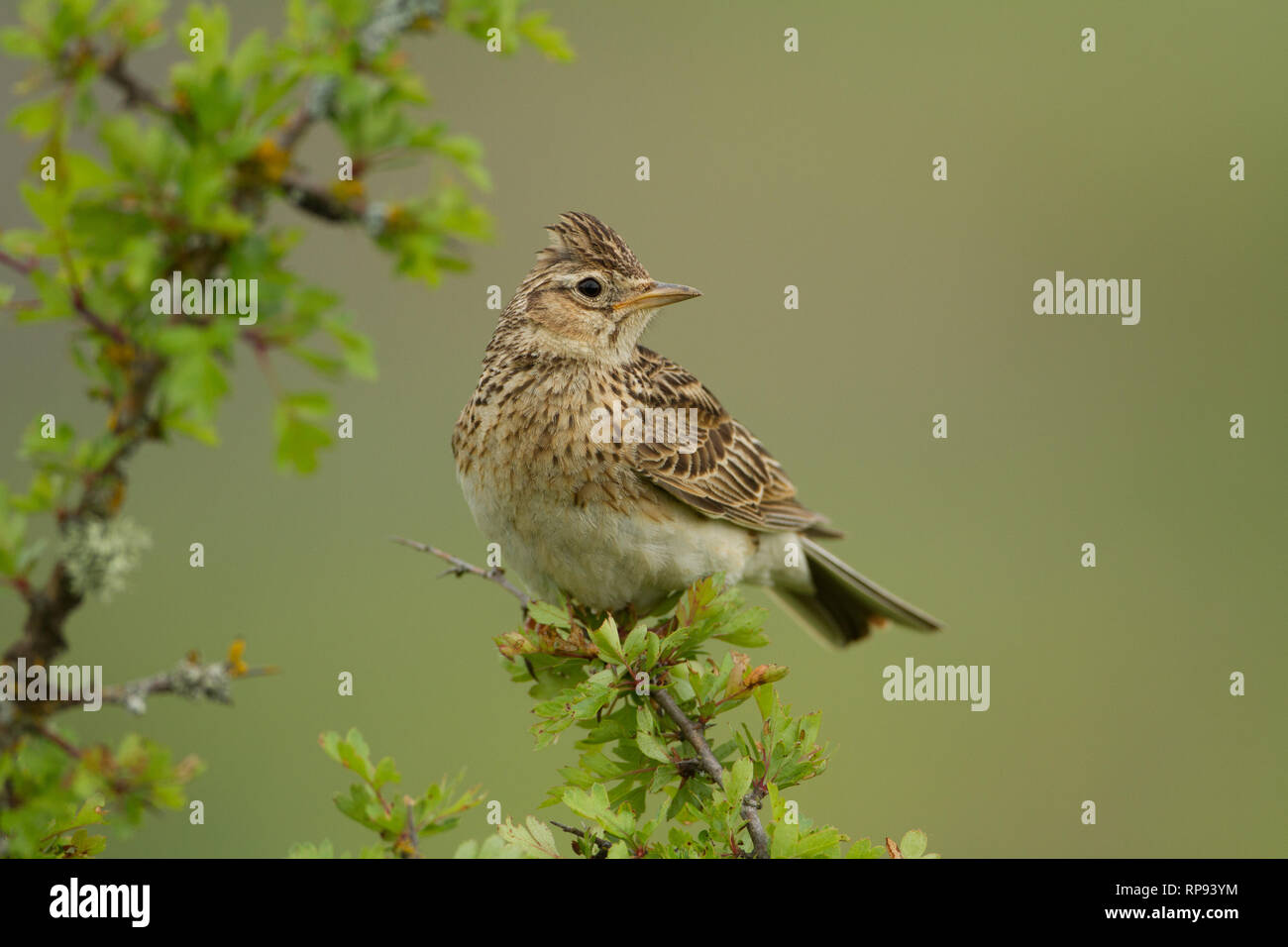Skylark (Alauda arvensis) sings from perch (Burgos) Spain Stock Photo