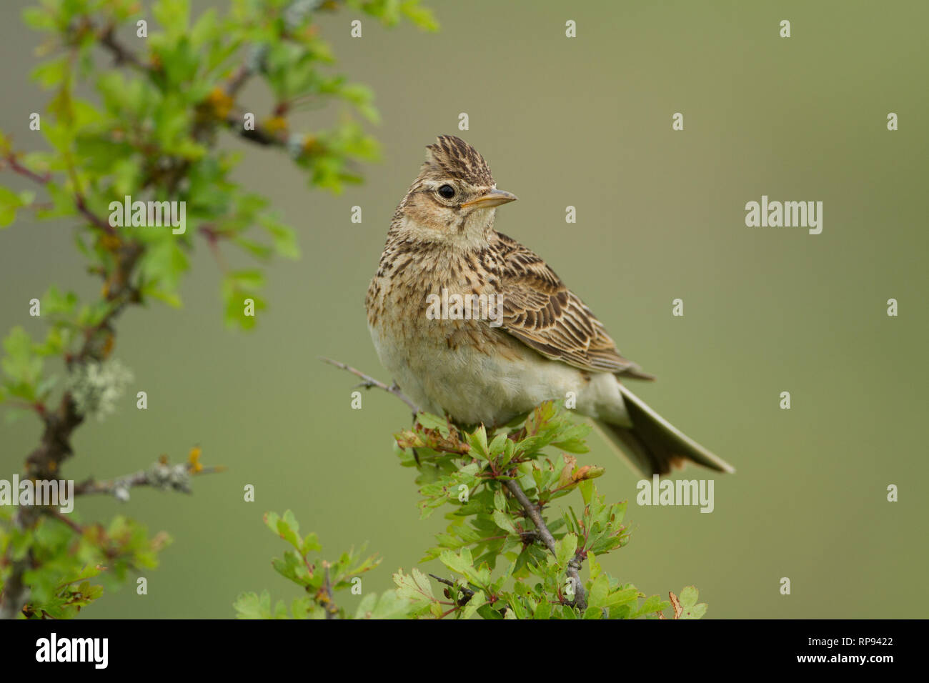 Skylark (Alauda arvensis) sings from perch (Burgos) Spain Stock Photo
