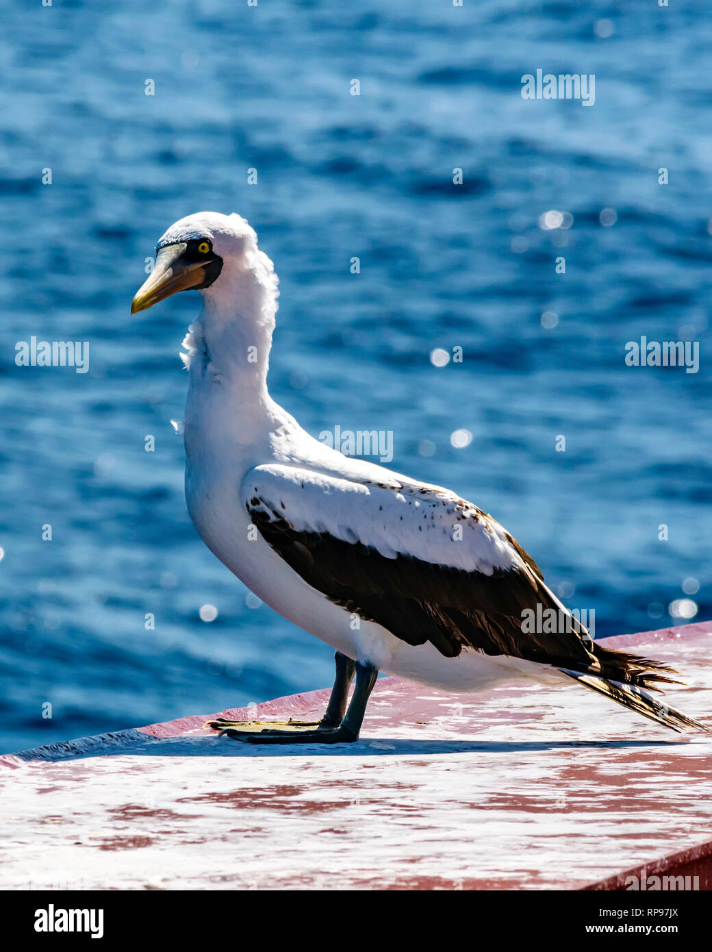 Seagull resting on a ship's bow Stock Photo