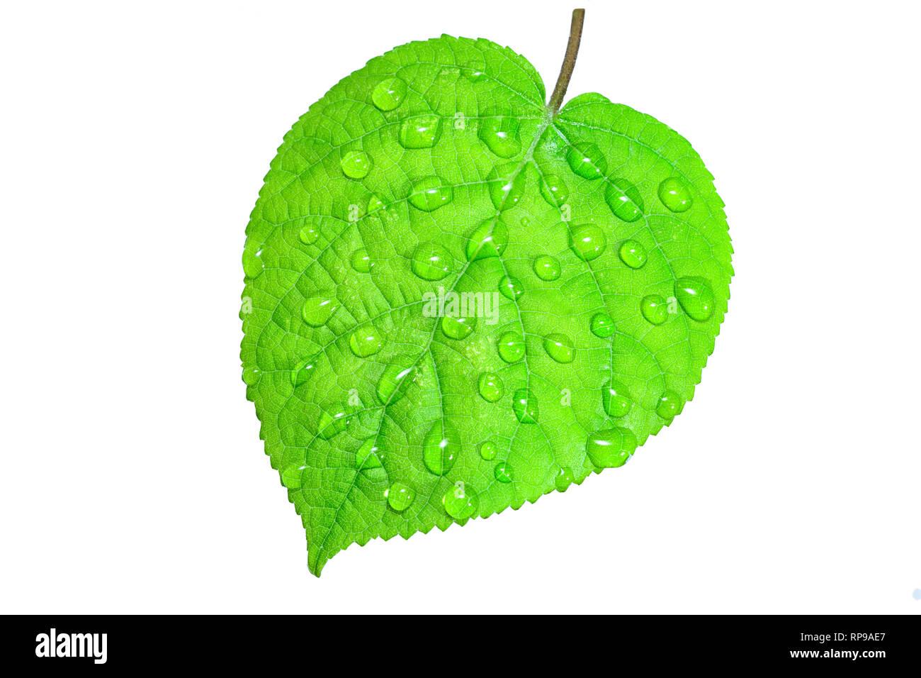 Drops of water on fresh green leaf. Isolated. White background. Stock Photo