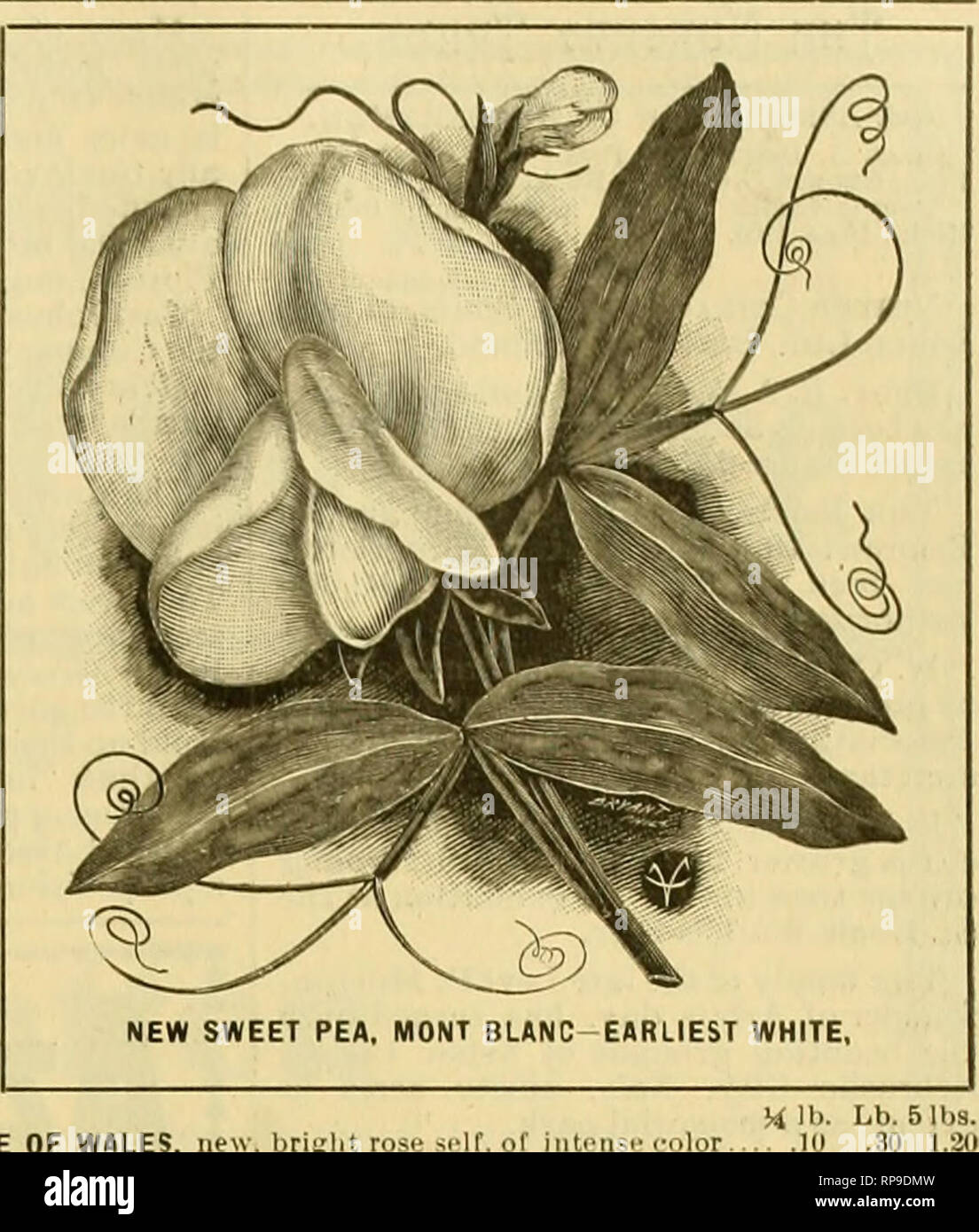 . The American florist : a weekly journal for the trade. Floriculture; Florists. /^Oj The American Florist. 129 NewCropSweetPeas J*-ANY OF THE FOLLOWING. PIR OZ. 3t; EXCCPT WHIRL NOTED. ij- lb. Lh. 51hs, AMERICA, the brightest blood-red strii'ed $.10 $ .2.5 $1 (Xl APPLE BLOSSOM, blight rose !ind pink in .25 I.IXI BLACK KNIGHT, ikep maroon 10 .30 BLANCHE BURPEE, verv large white 10 .2.i l.'O BLANCHE FEHRr, pink and white Id .25 1.00 BLANCHE FERRY. Extra Early, 10 days i-nrlier 10 .25 l.uo BLUSHING BEAUTY, line pink, hooded form 10 ,30 BRIDE, one of ihe best or the whites 10 25 I.OO BUTTExFLY, w Stock Photo