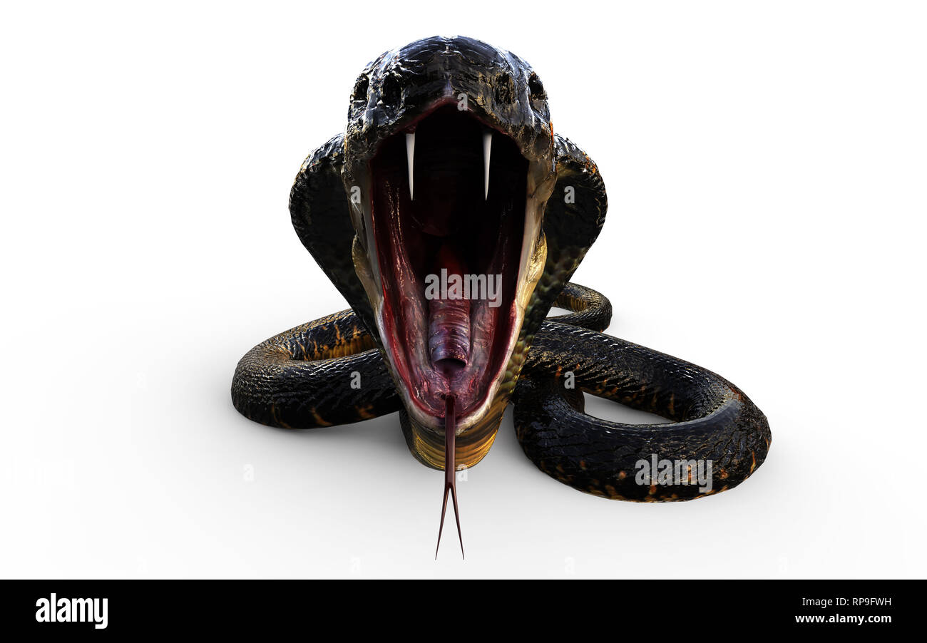 3d Illustration King Cobra The World's Longest Venomous Snake Isolated on  Black Background, King Cobra Snake, 3d Rendering Stock Photo - Alamy