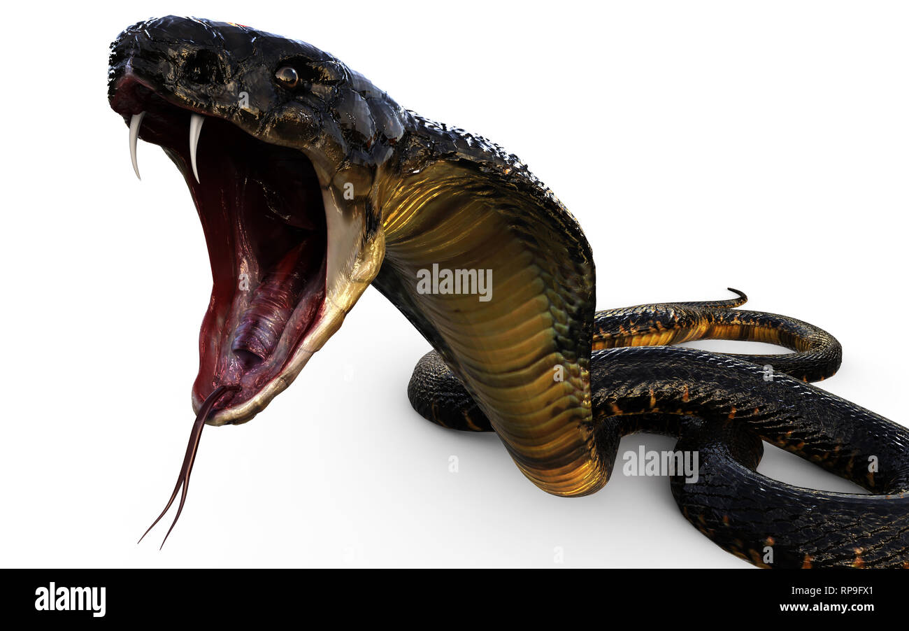 3d Illustration King Cobra The World's Longest Venomous Snake Isolated on White Background, King Cobra Snake, 3d Rendering Stock Photo