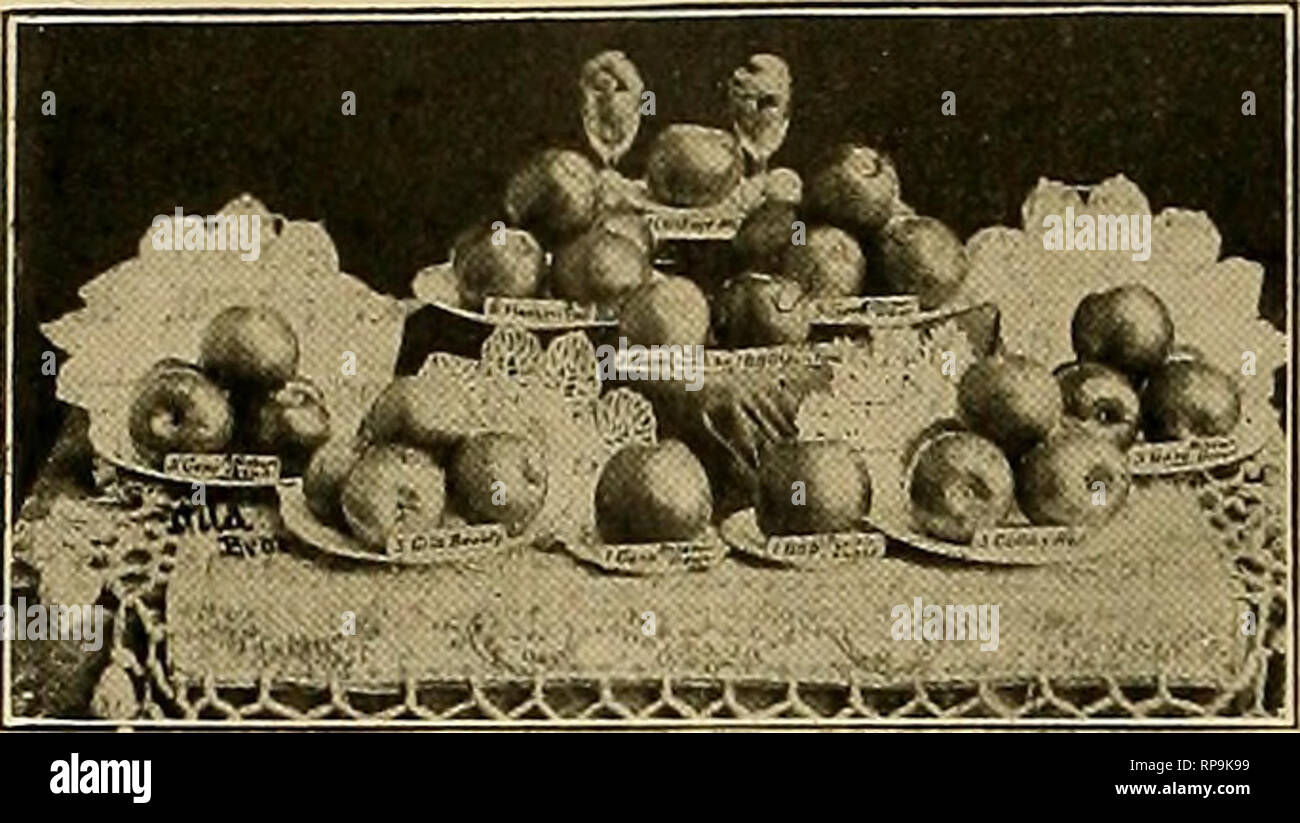 . The American florist : a weekly journal for the trade. Floriculture; Florists. 93 The American Florist. Aug. t3, I The Nursery Trade | AMERICAN ASSOCIATION OF NURSERYMEN. E. W. K irk pa trick. McK inney. Tex., Prps.; C. h. Wiitrous, Des Moines, la., Vice-Pres.; George C. Seager, Rochester, N. Y., Sec'y. Thirtieth annual convention. West Baden Springs, Ind , June, 1905. J Baby Crimson Rambler is a new name given the Rose Mme. Norbert Levavas- seur. The third annual convention of the National Nut Growers' Association will be held at St. Louis, October 26-28. Kalamazoo, Mich.—Chas. A. Maxon has Stock Photo