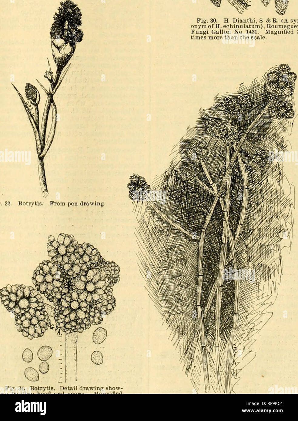 . The American florist : a weekly journal for the trade. Floriculture; Florists. Fig. 30. H Dianthi, S &amp; R. (A syn onvmof H. echinulatum), Roumeguere Pnngi Gallici No. 1431. Magnified 30 times more than the scale. Fig. 31. Cludosporium herbarum var. nodosum. Tuft of fruiting threads and spores. Magnifiod 30 times more than the scale. nations that they &quot;run out.&quot; The remarks here apply only to some vari- eties which have come to my notice as having this tendency. Upon examin- ing quite a number of plants, among them such varieties as IButtercup, old DeGraw, L. L. Lamborn, etc., I  Stock Photo