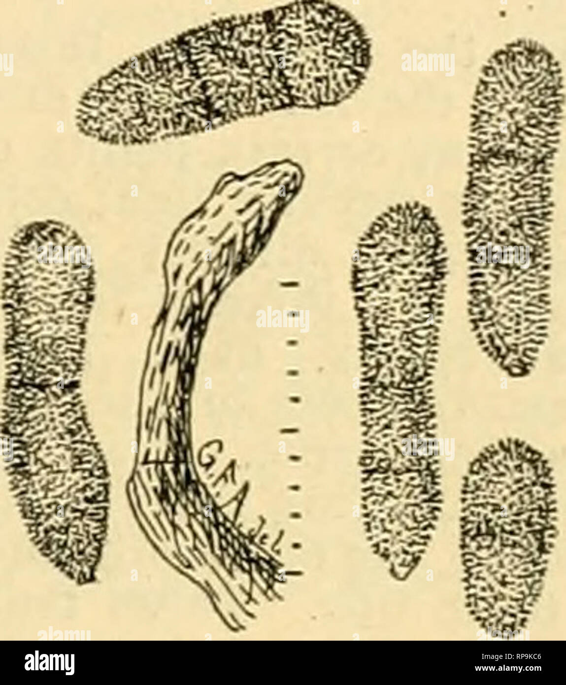 . The American florist : a weekly journal for the trade. Floriculture; Florists. Fig. 29. H. echinulatum, from Rou- meguere Fungi Gallici No. lOSO. Mag- nified 30 times more than the scafe From a species ol Iris. Fig. 28. H. echinulatum. spores germinating. Magnified 30 times more than the scale.. Fig. 30. H Dianthi, S &amp; R. (A syn onvmof H. echinulatum), Roumeguere Pnngi Gallici No. 1431. Magnified 30 times more than the scale. Fig. 31. Cludosporium herbarum var. nodosum. Tuft of fruiting threads and spores. Magnifiod 30 times more than the scale. nations that they &quot;run out.&quot; The Stock Photo