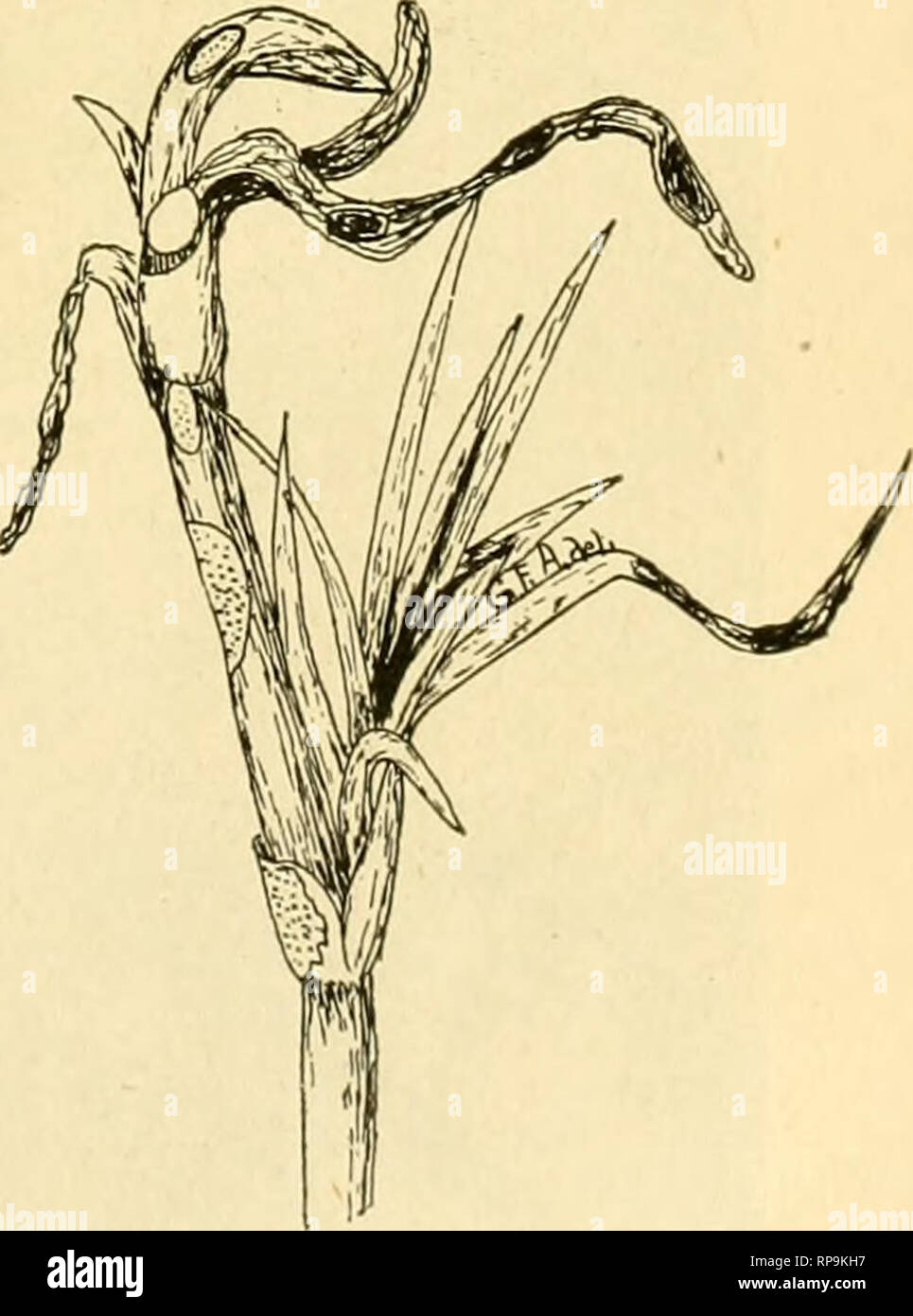 . The American florist : a weekly journal for the trade. Floriculture; Florists. Fig.7. Spot (Septoria) ouleaves. From a photograph toria. Ward* describes similar haus- toria of Hemeleia vastatrix, the cause of a uredinous coffee tree disease. Figure 6 is from a camera lucida drawing showing the haustoria of Uromyces caryophyllinus in the cells of a carnation stem. Fig. 6. Cells from the stem of a rusted carnation cellular mycelium and haustoria. Object magniBed the scale. which surrounds and protects the deli- cate living protoplasm within and is covered with numerous minute spines, and is sa Stock Photo