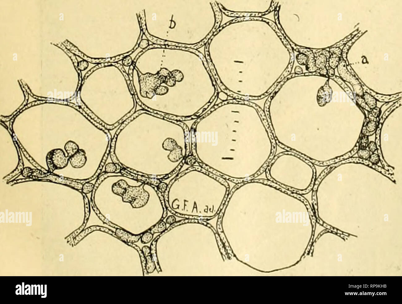 . The American florist : a weekly journal for the trade. Floriculture; Florists. Fig. 5. Group of basidia from the young stroma, just prior to llie formation of uredospores. ening at their free ends until a rounded or oval body is developed which becomes light brown in color. The color resides in a thick wall.. Fig.7. Spot (Septoria) ouleaves. From a photograph toria. Ward* describes similar haus- toria of Hemeleia vastatrix, the cause of a uredinous coffee tree disease. Figure 6 is from a camera lucida drawing showing the haustoria of Uromyces caryophyllinus in the cells of a carnation stem.  Stock Photo