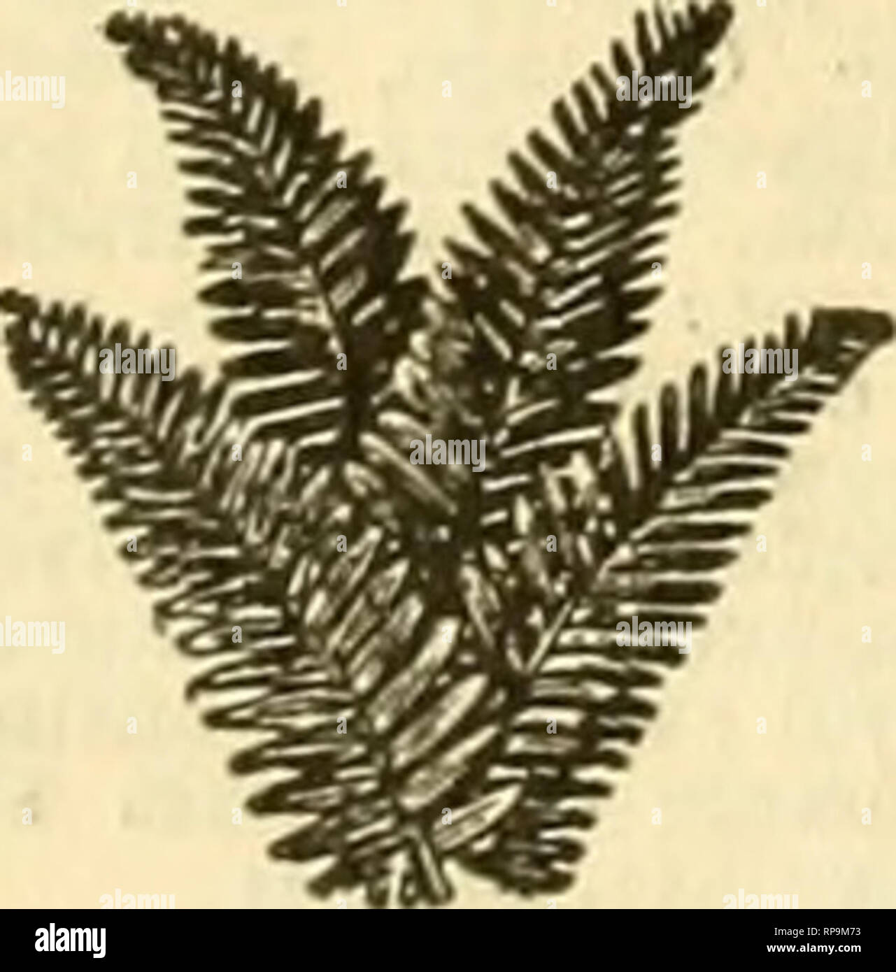 Alabama wild flowers High Resolution Stock Photography and Images Alamy