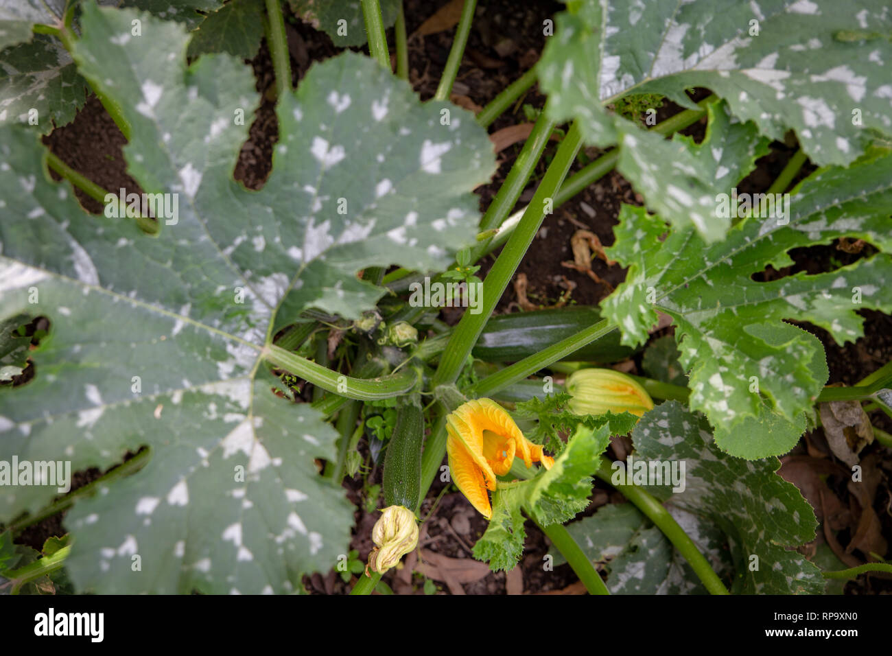 Healthy courgette plants flowering and producing new young vegetables in Canterbury, New Zealand Stock Photo