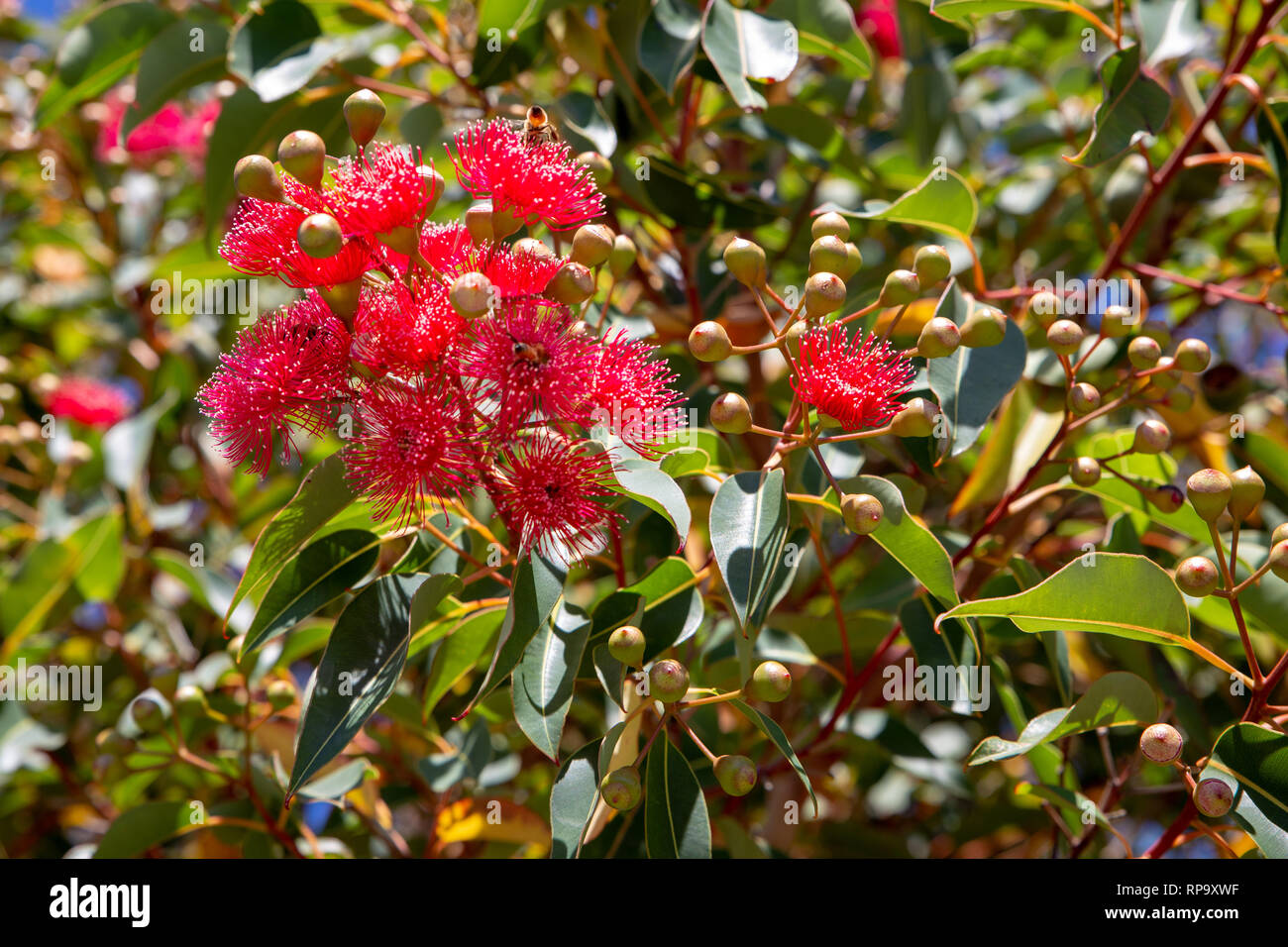 Pretty and vibrant red flowers on a gum tree growing at Birdlings Flat, New Zealand Stock Photo