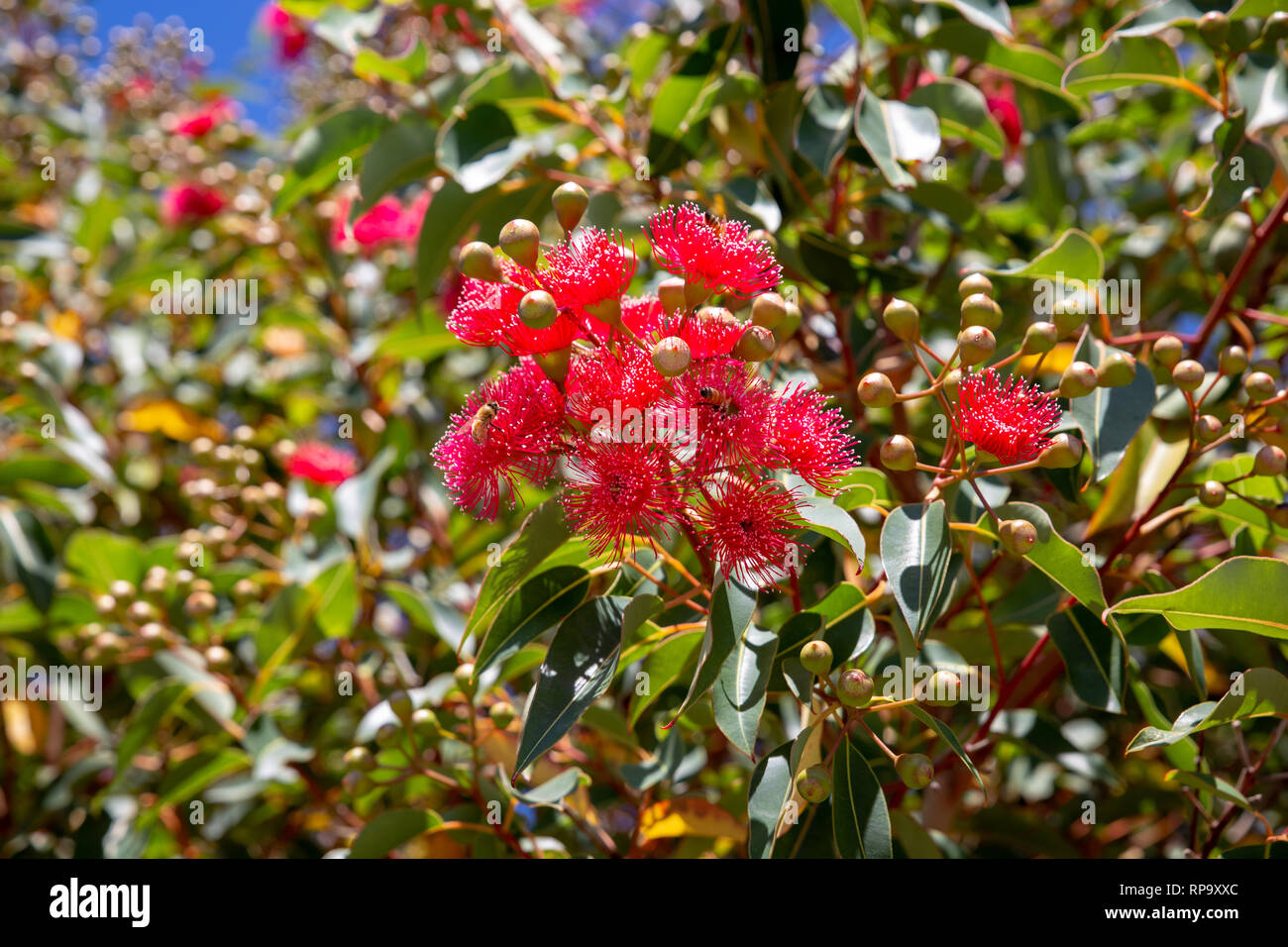 Pretty and vibrant red flowers on a gum tree growing at Birdlings Flat, New Zealand Stock Photo