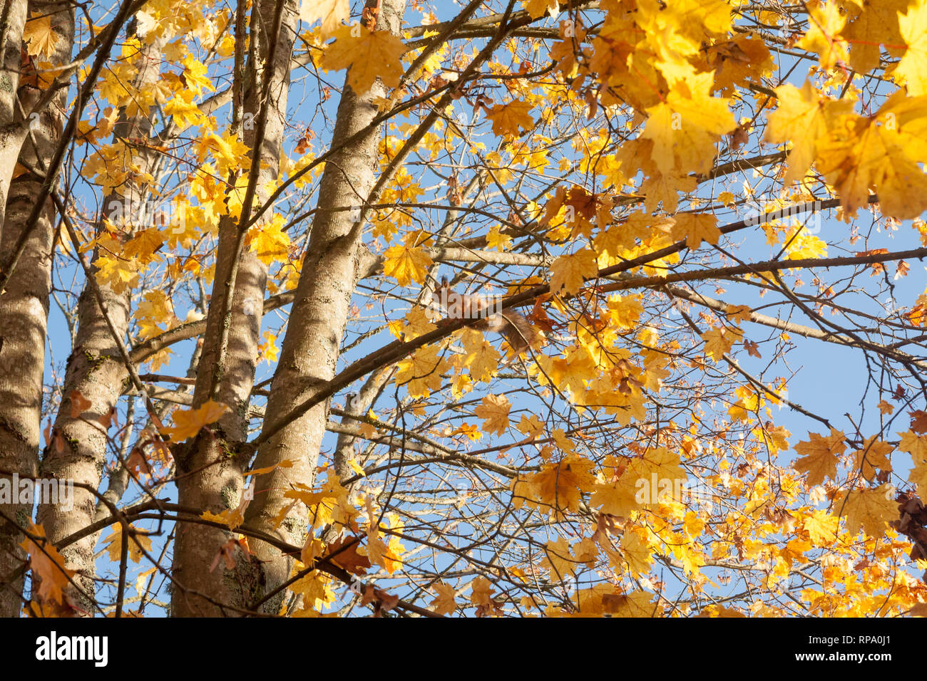 Bright autumn branches of a maple tree on blue sky background with ...