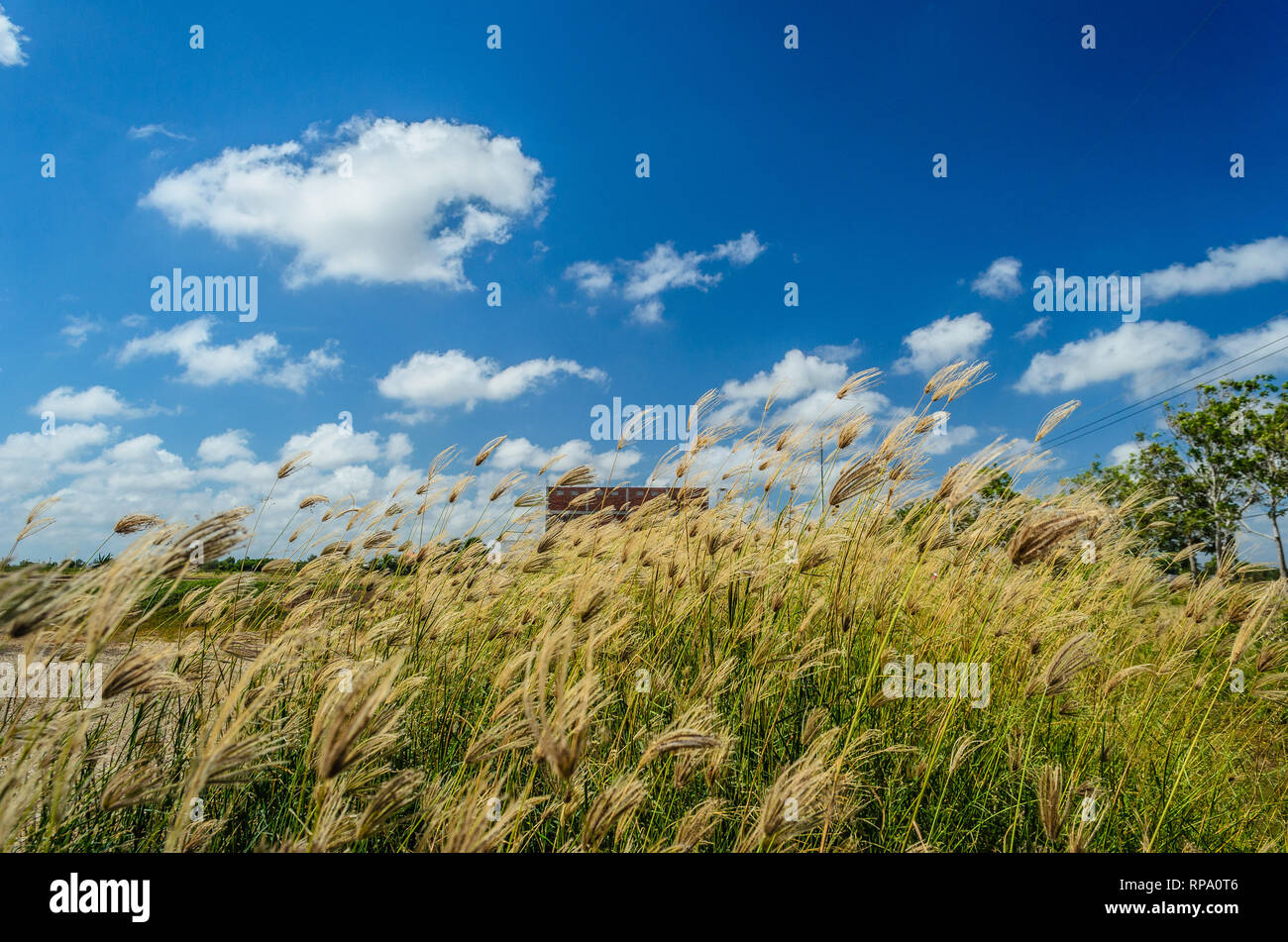 Mop grass and sky, Bac Lieu, Viet Nam Stock Photo Alamy