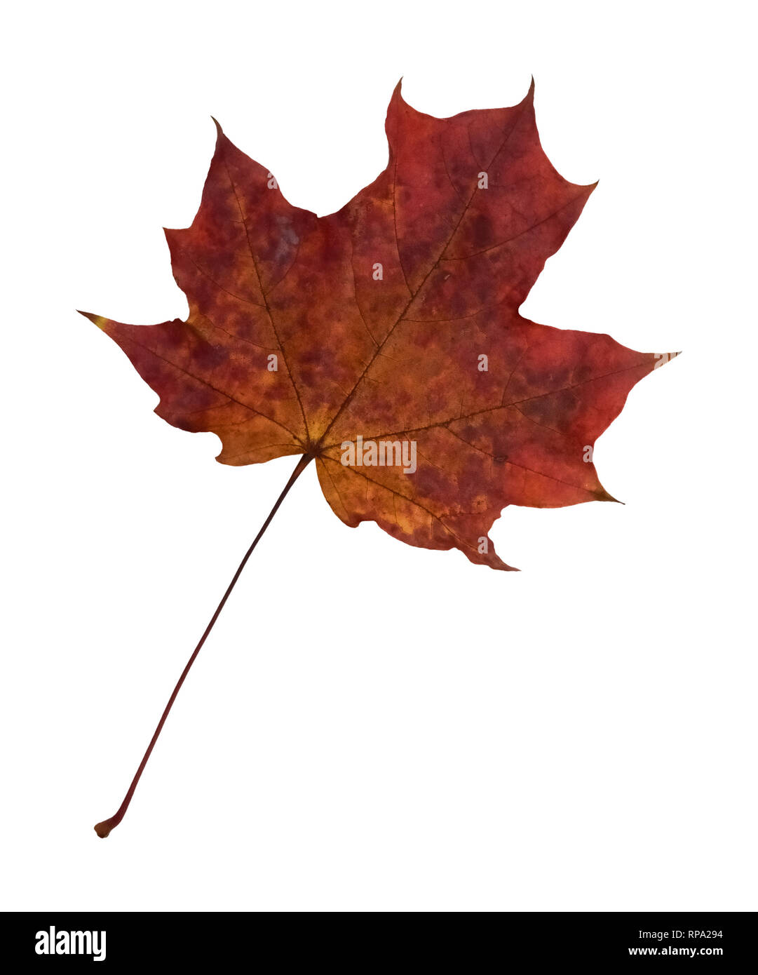 Closeup of a dry maple leaf isolated on white background Stock Photo ...