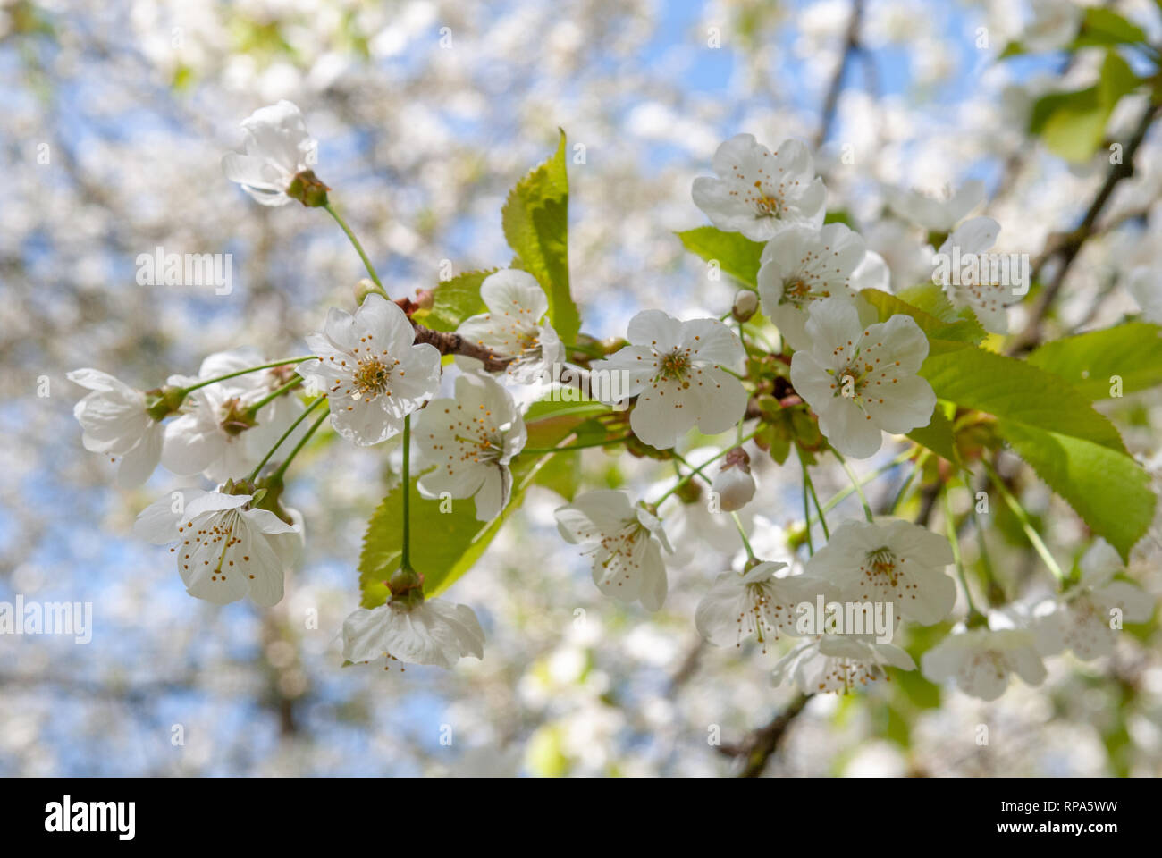 Cherry blossom - Hanami celebration Stock Photo - Alamy