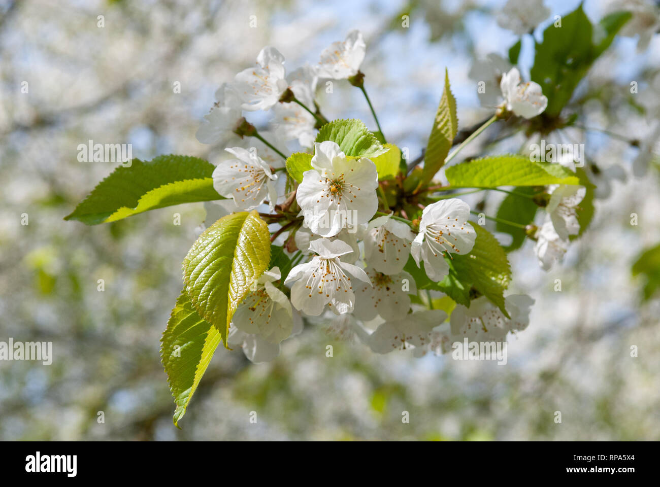 Cherry blossom - Hanami celebration Stock Photo