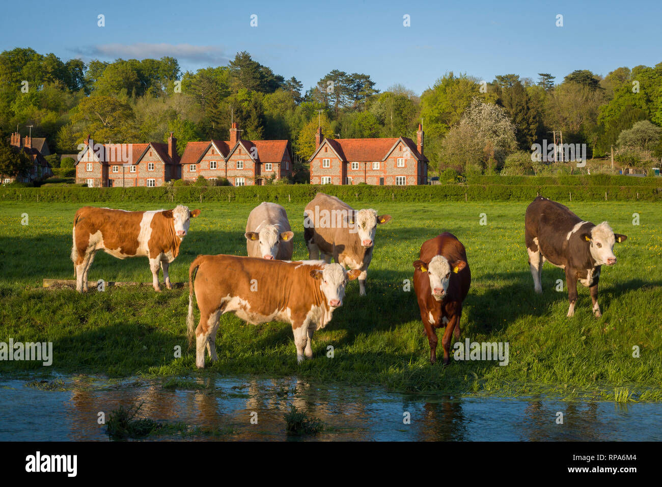 Cattle graze by the brook, near Hambleden, Buckinghamshire Stock Photo