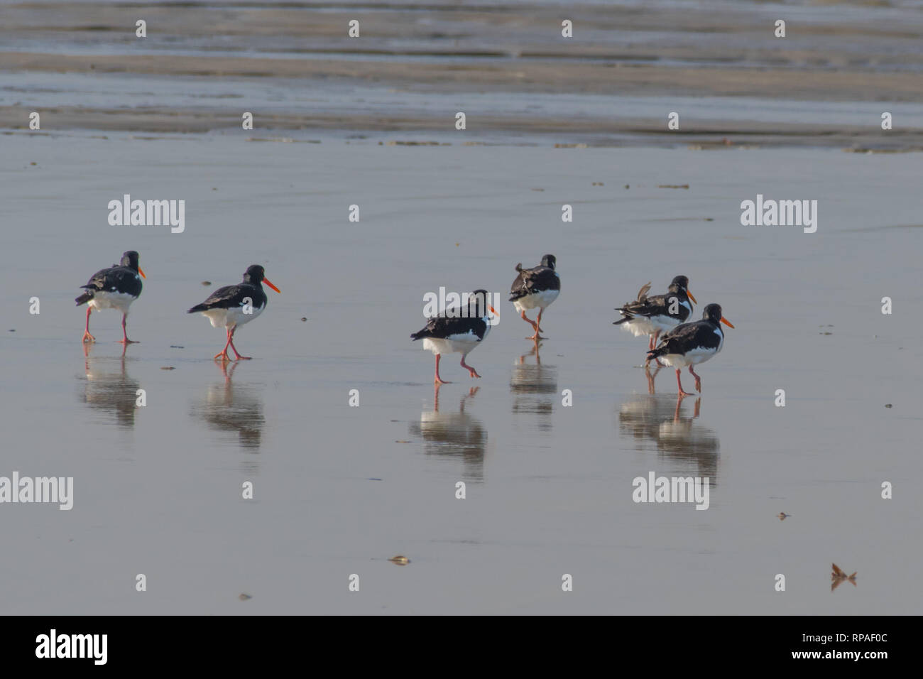 Group of Oystercatchers on beach reflecting in wet sand Stock Photo Alamy