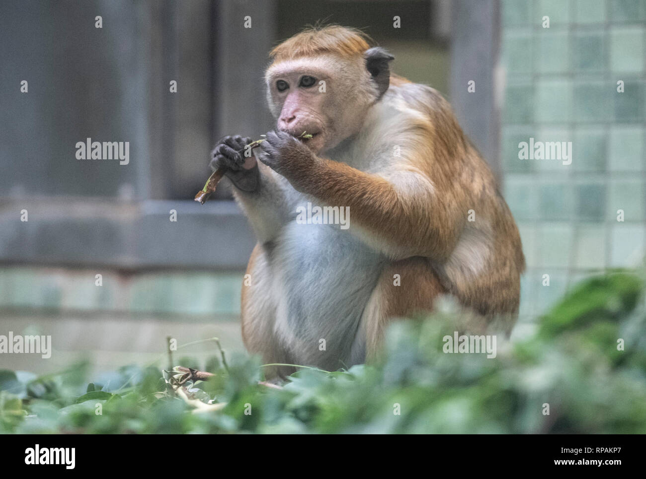 Berlin, Germany. 17th Feb, 2019. A Ceylon hatmonkey sits in the zoo's indoor enclosure and