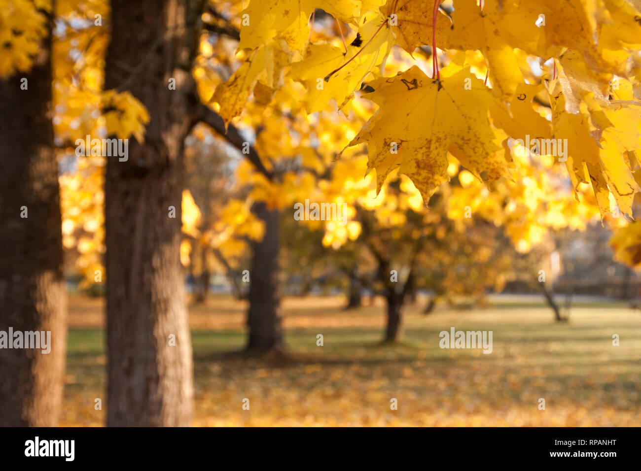 Bright autumn leaves of a maple tree on sky background Stock Photo - Alamy