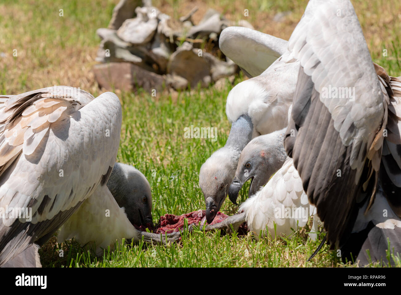 Cape Vultures competing for food during feeding time at the African ... Biology Diagrams