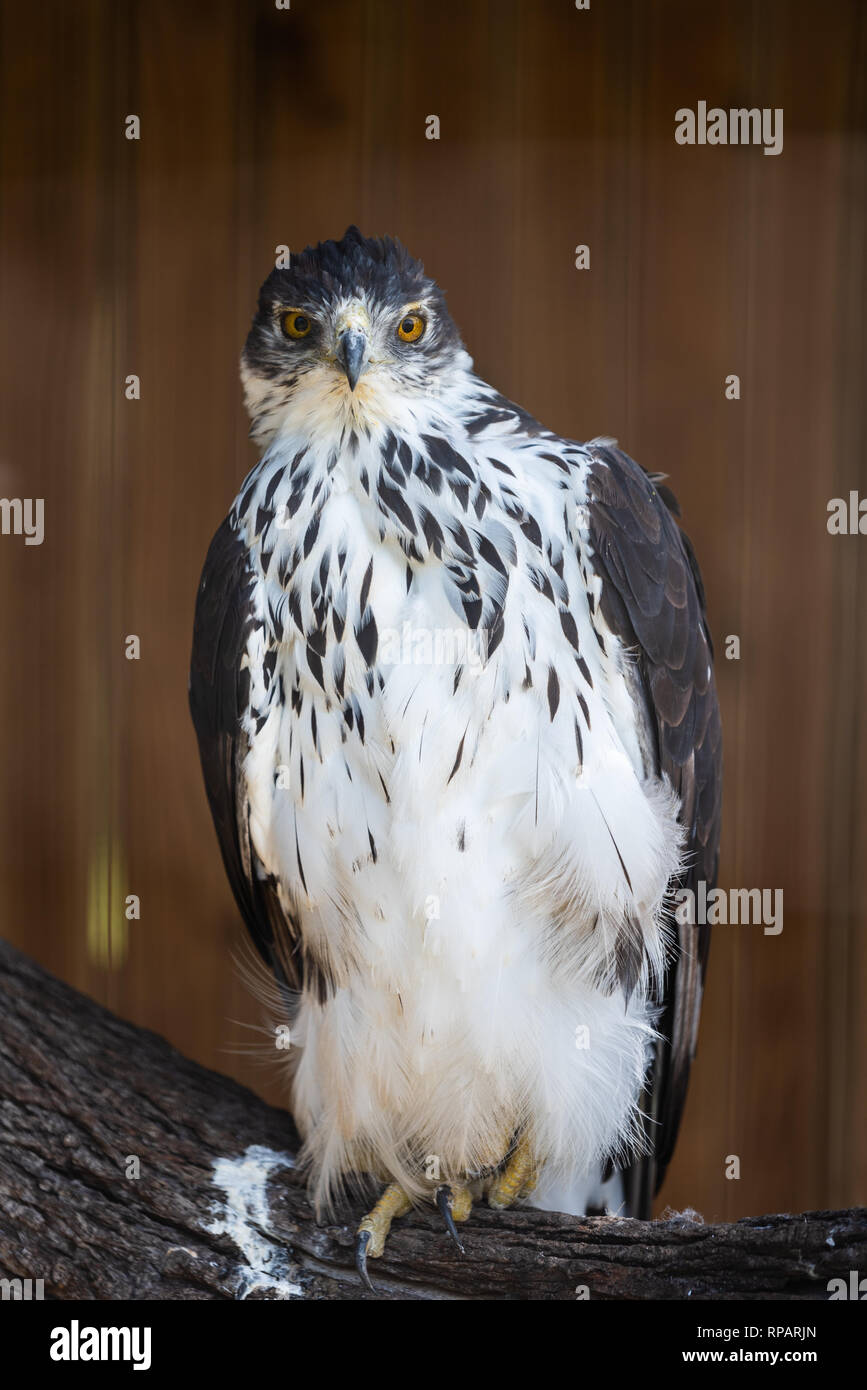 Hawk south africa hires stock photography and images Alamy