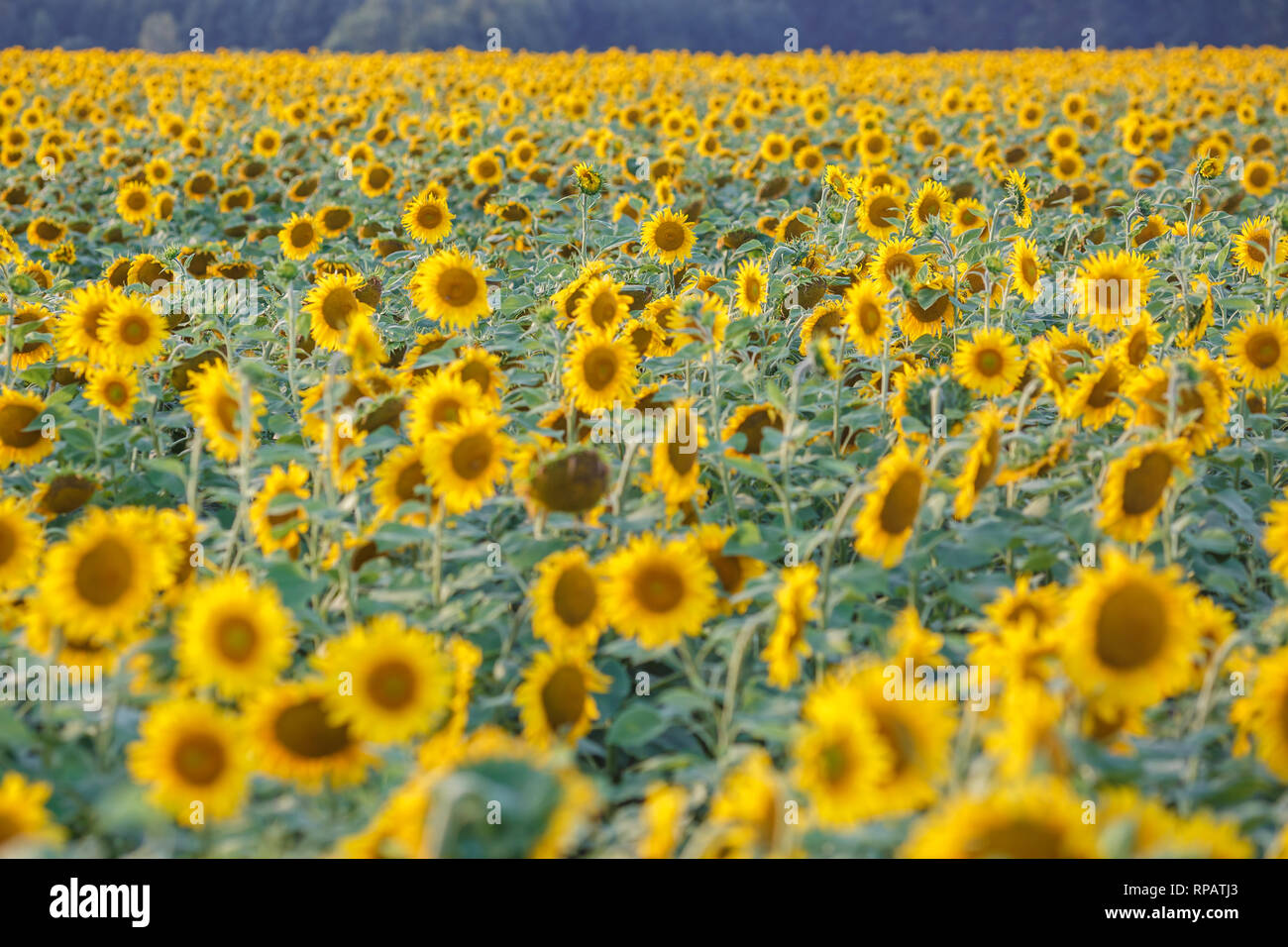 Golden field of sunflowers hi-res stock photography and images - Alamy