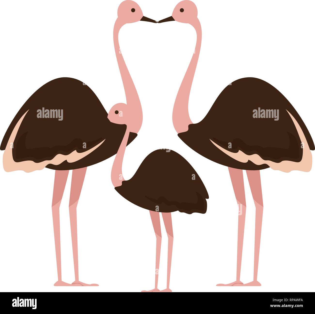 wild ostrich family birds vector illustration design Stock Vector Image ...