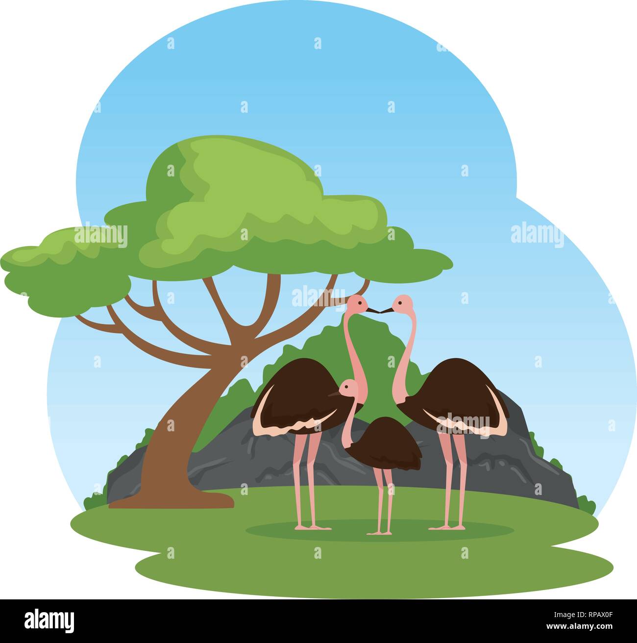 wild ostrich family birds in the landscape vector illustration design ...
