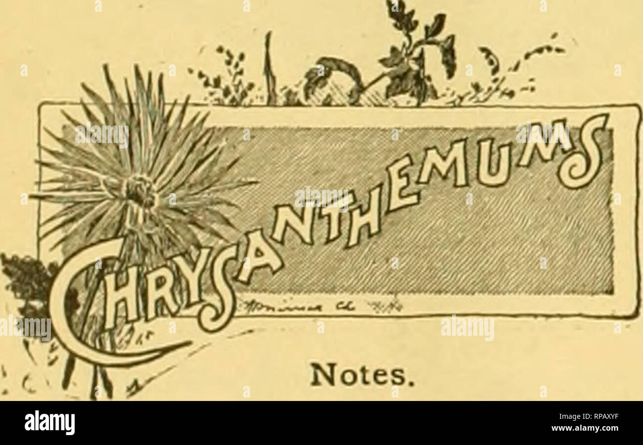 . The American florist : a weekly journal for the trade. Floriculture; Florists. 572 The American Florist. Aug. /, but alas, the pears were green and sour. The sale commenced in the morning and it was well on toward evening when it was concluded, and during the whole afternoon Jim Barrett presided over a feast in the big barn, consistingof a great urn (if coffee, a barrel of crackers and a box of cheese, all of which was highly appreciated and well patronized by the boys in the absence of anything more tempting, for unluckily Cambridge is just now a kind of &quot;third party&quot; city. The st Stock Photo