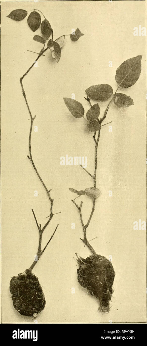 . The American florist : a weekly journal for the trade. Floriculture; Florists. i8g4' The American Florist, 1189. ARE THEY FIRST-CLASS PLANTS. florists' picnic have prepared the follow- ing, which are mostly open to all: 100 yard dash, running broad jump, polato race for boys and girls under 14 years; slow race, time limit 10 minutes; egg and spoon race, ladies, 25 yards; sack race, 50 yards; 3 legged race, 75 yards; 50 yard dash, boys 14 and under; 50 yard ladies race; tug of war, and bowling con- test. It is whispered that the tug of war will be a continuance of the one supposed to be ptrpe Stock Photo