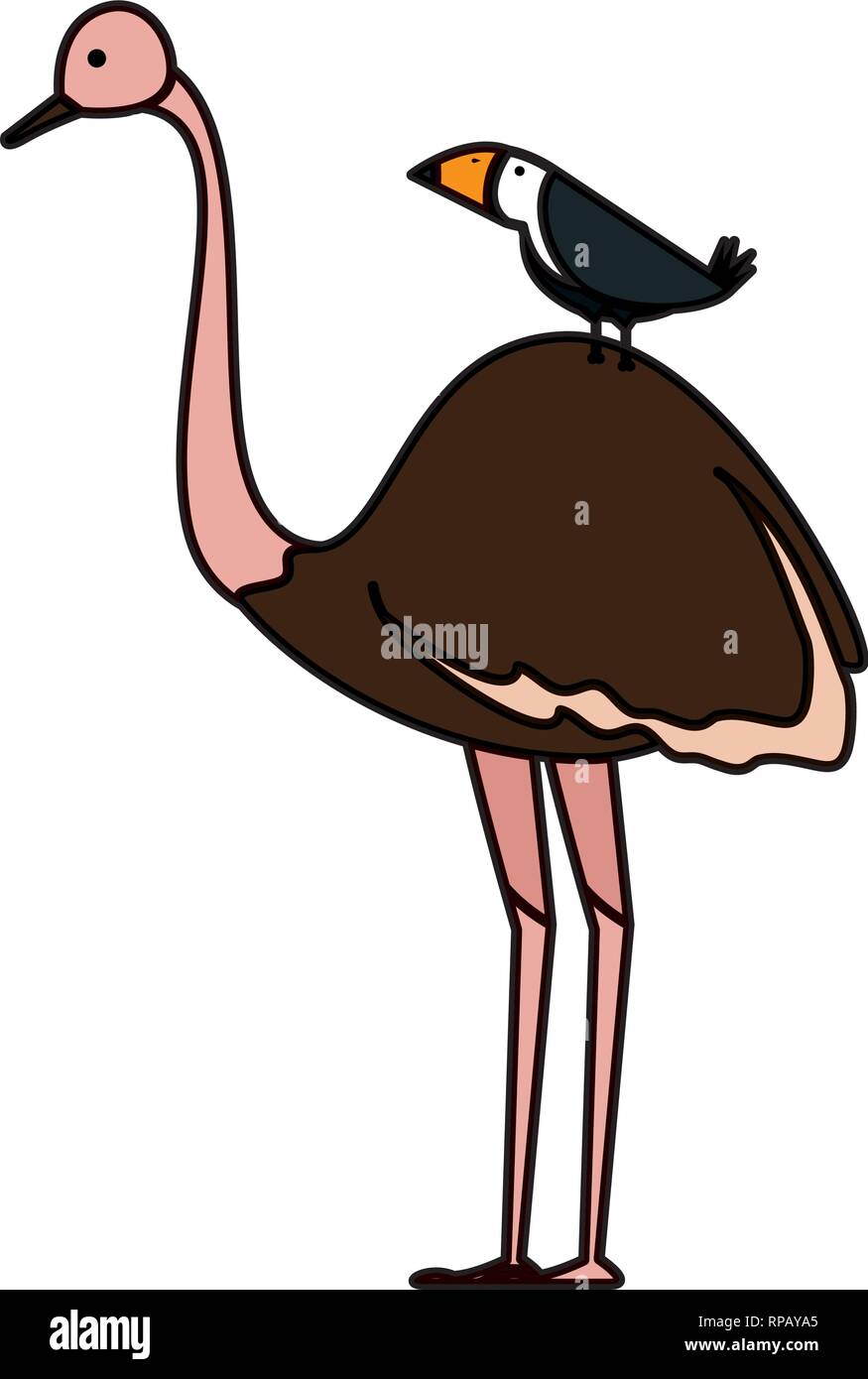 wild ostrich bird character vector illustration design Stock Vector ...