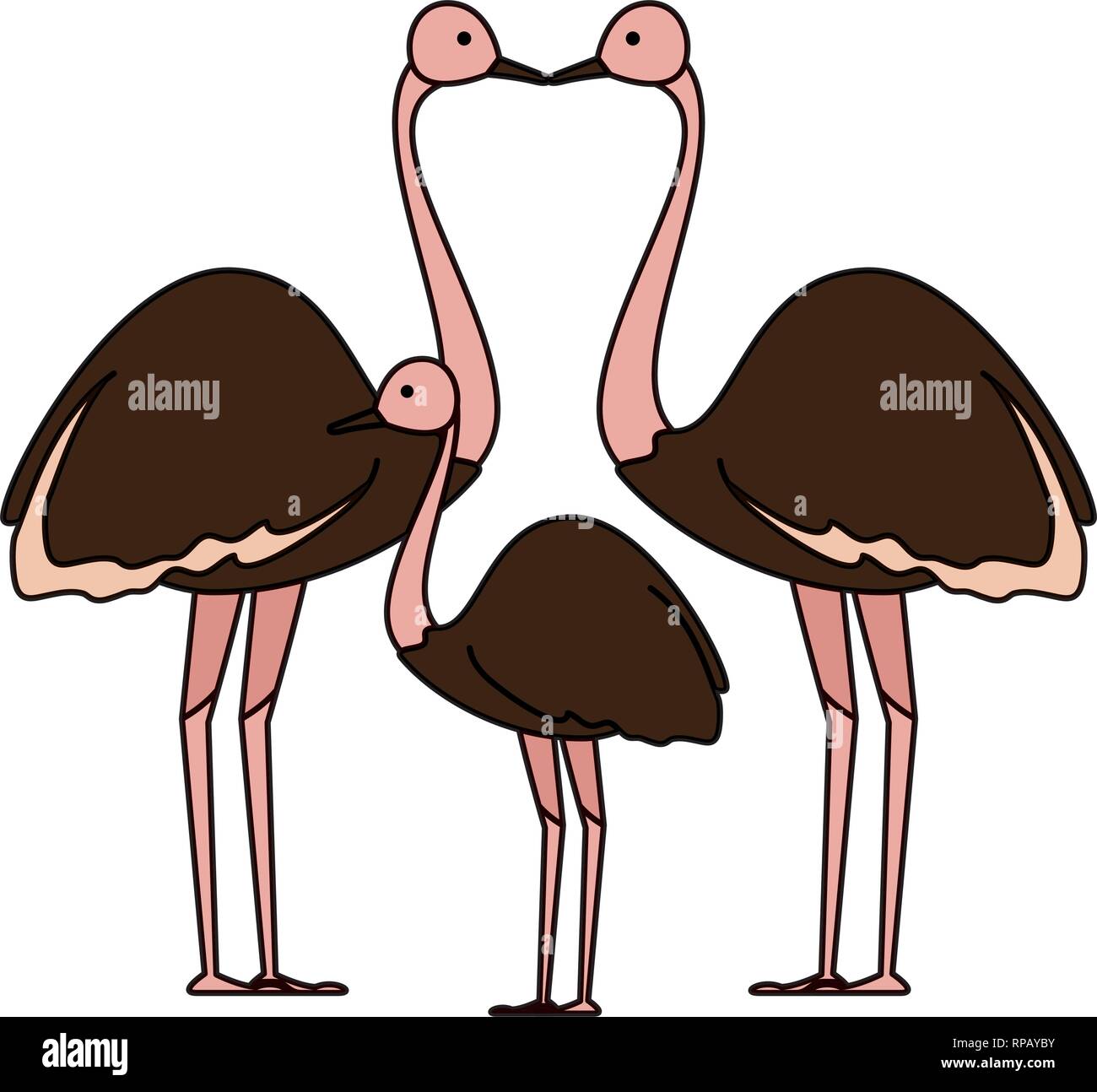 wild ostrich family birds vector illustration design Stock Vector Image ...