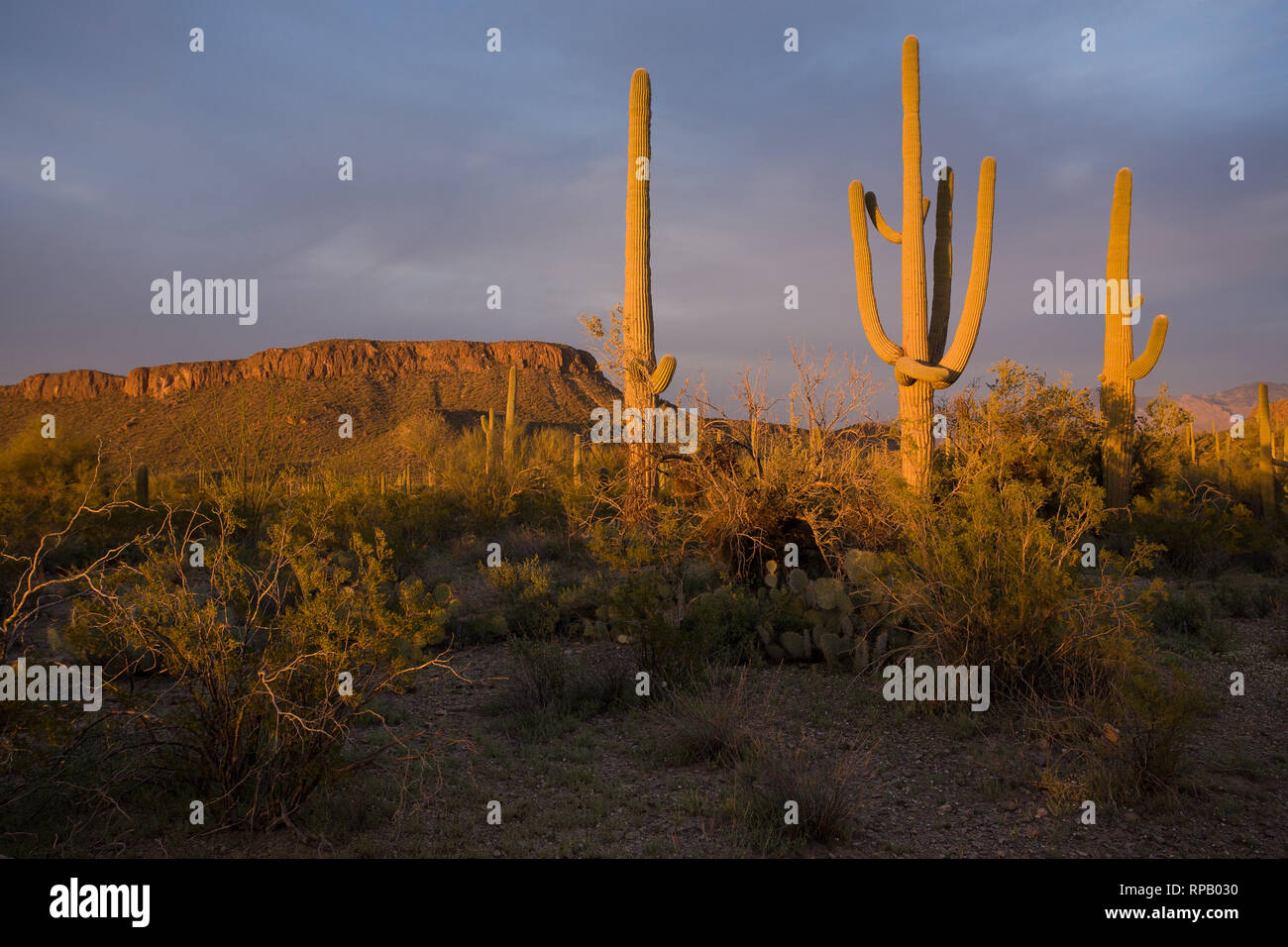 Saguaros sunset hi-res stock photography and images - Alamy