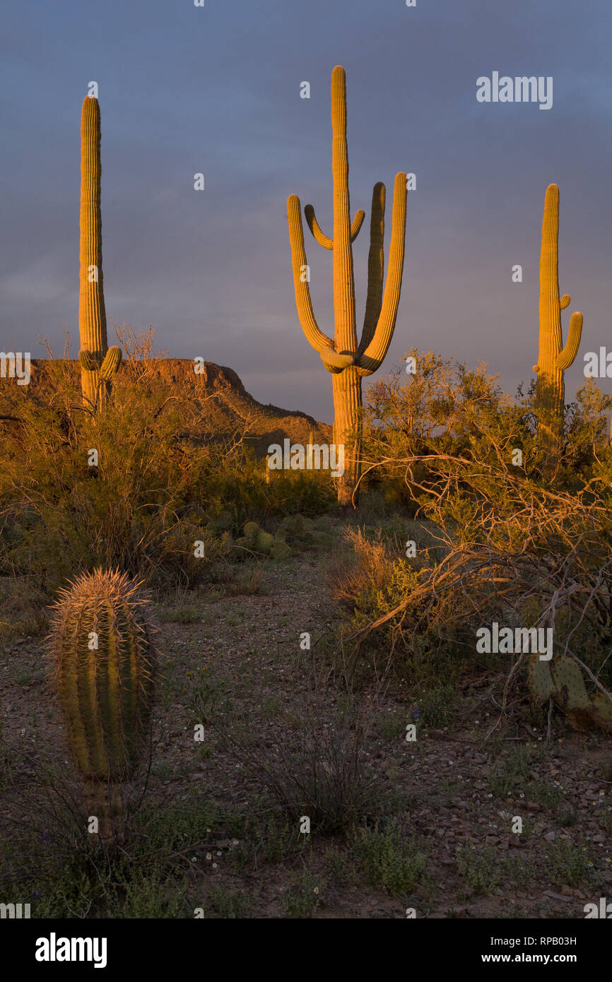 Arizona sunset in sonoran hi-res stock photography and images - Alamy
