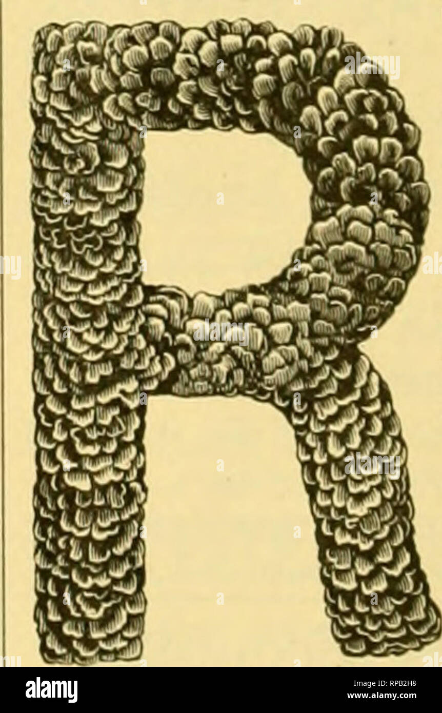 . The American florist : a weekly journal for the trade. Floriculture; Florists. Fancy. C. C. Abel &amp; Company P.O.Box 920. NEW YORK. FLORIST'S, NURSERYMEN'S AND SEEDS- MEN'S AGENTS, For the following WELL Known and Reliable Houses, For whom we solicit your orders: C. l rpctore: A M. C. Jongklndt Conlnch. A M C. Vander Blst. tuPL' uf Aruucarlas, Azaleas- Indica and Mollis Hay Trees, Bct'onliis, (Jlo.vlnlas, Palms. Hhododen (Irons, etc.. etc. ALrilONSE KOf^lIE. Oliloulea. France. K.xtenslve and spi'i-lal plantJitlon of Inimortellus and dyed In all colors nii,l sliailes.. All orders fii applic Stock Photo