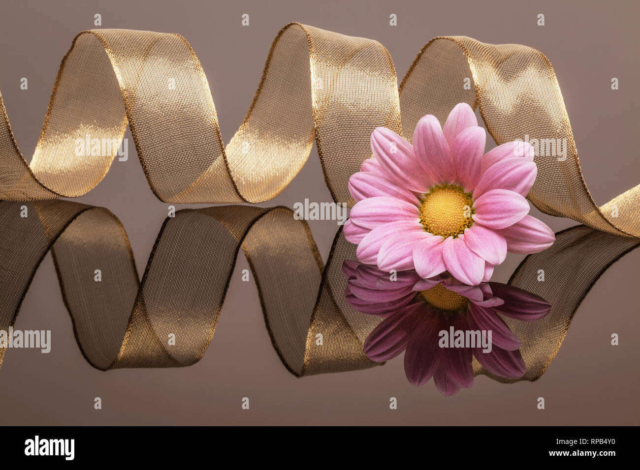 Gold ribbon and pink flowerhead on reflective surface Stock Photo