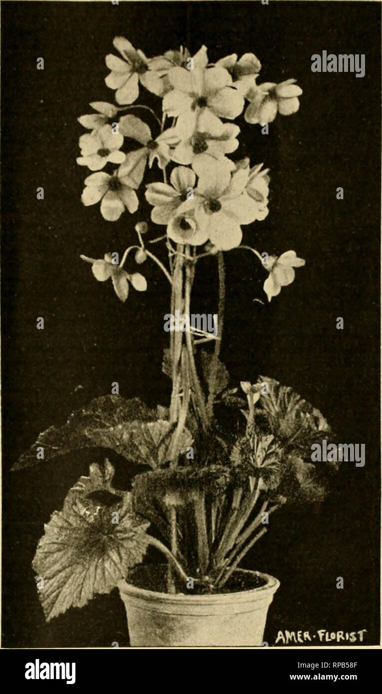 . The American florist : a weekly journal for the trade. Floriculture; Florists. rSSg. The american Fl oris r. 22S. e.tG.OH^ 0^:.^o?u^.^ -twout^ are composed of six to eight large oval petals, which give them somewhat of the shape of Anemone japonica or Anemone fulgens. A nearly complete range of colors from the pure white to the scarlet with various shades of pink and carmine, is to be found in this new class which produces a beautiful show of blooms at the time when the brigntness of the tuberous begonias is over. The photograph was taken November 10, 188S, in my nursery from a variety o Stock Photo