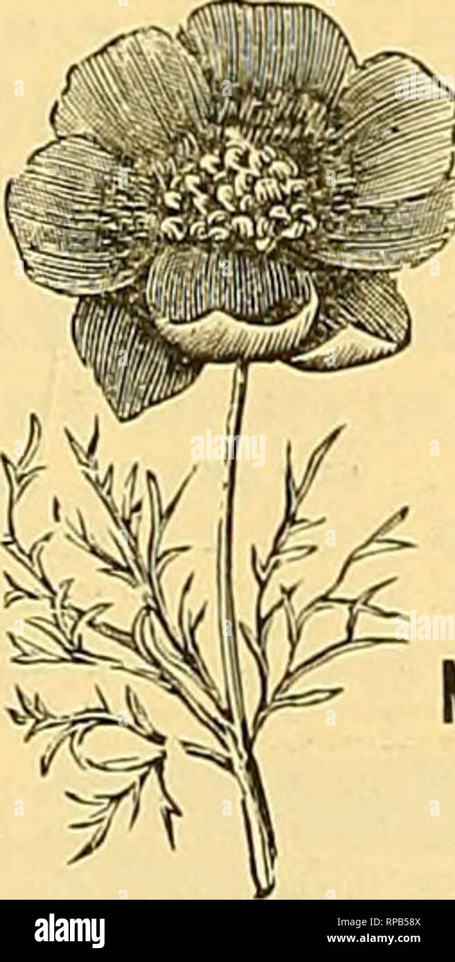 The American Florist A Weekly Journal For The Trade Floriculture Florists I888 The American Florist 7 Orchids Hakdy And Exotic Stock Immense Quality Superb Prices Moderate Catalogue On
