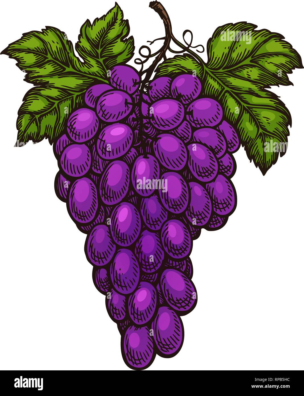 Grape bunches and leaves isolated. Vector sketch hand drawn Stock Vector