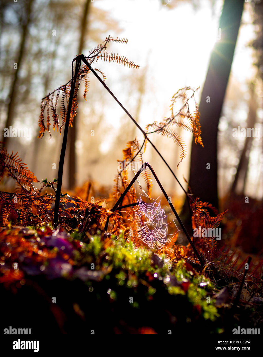 Beautiful misty colourful Autumnal scene of ferns in the NewForest with a connected spider web covered in dew with the sun breaking in the background. Stock Photo