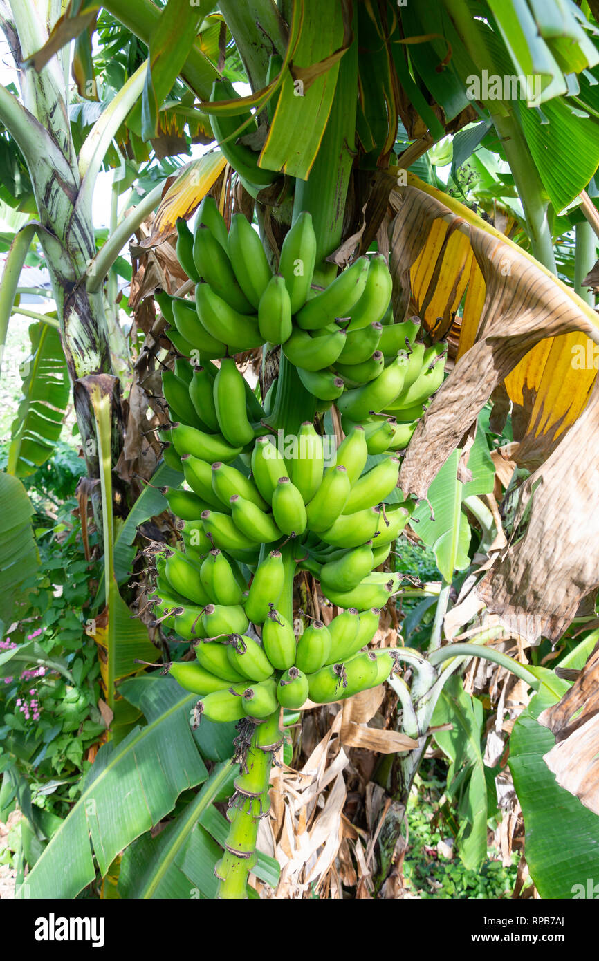 Hanging fruit on banana plant in plantation, St Davids, Grenada, Lesser Antilles, Caribbean Stock Photo