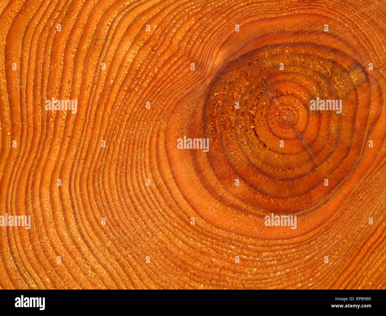 Tree growth rings in freshly cut pine tree trunk log Stock Photo